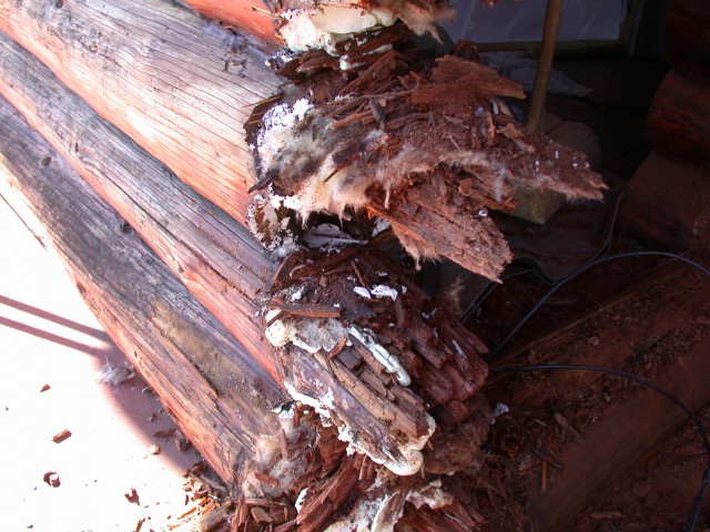 Log restoration project 04