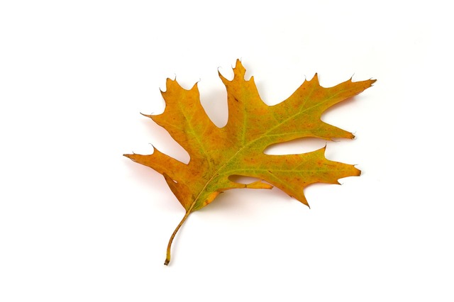 Oak Leaf